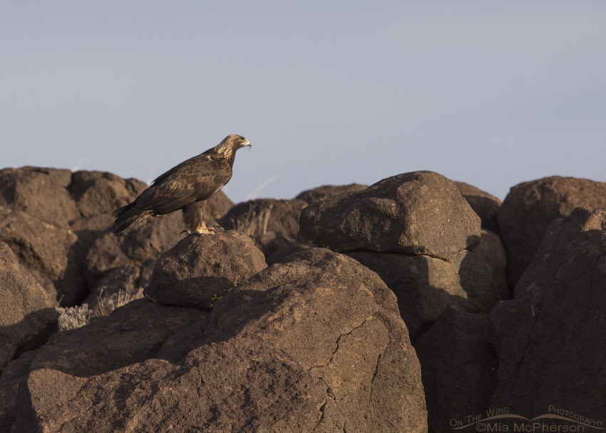 Golden Eagle adult perched on huge boulders in Wayne County, Utah