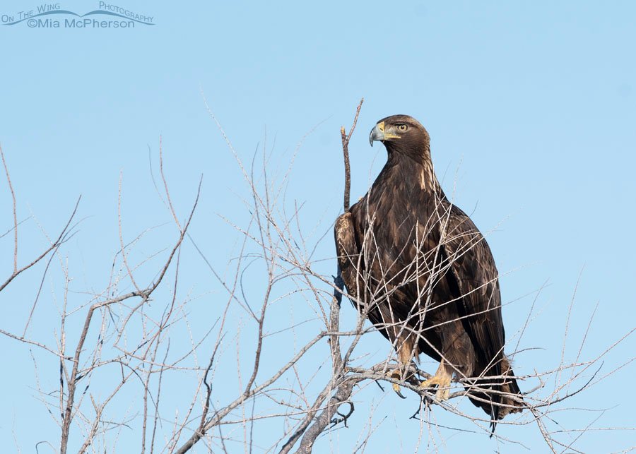 Golden Eagle perched in a tree, Bear River Migratory Bird Refuge, Box Elder County, Utah