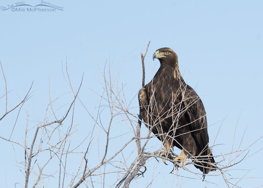Golden Eagle perched in a tree, Bear River Migratory Bird Refuge, Box Elder County, Utah