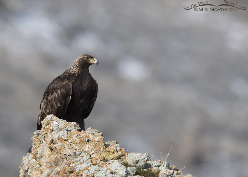 Golden Eagle on a lofty perch, Box Elder County, Utah