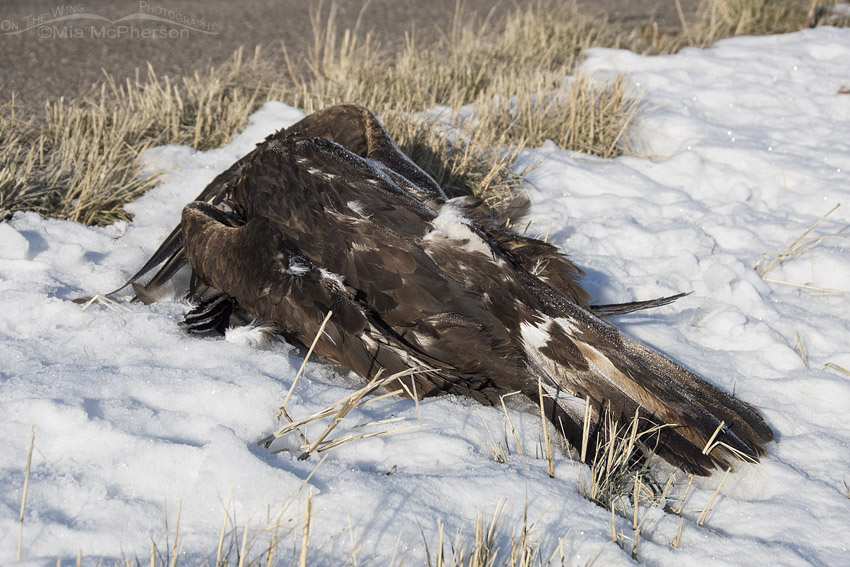 Deceased Golden Eagle, Box Elder County, Utah
