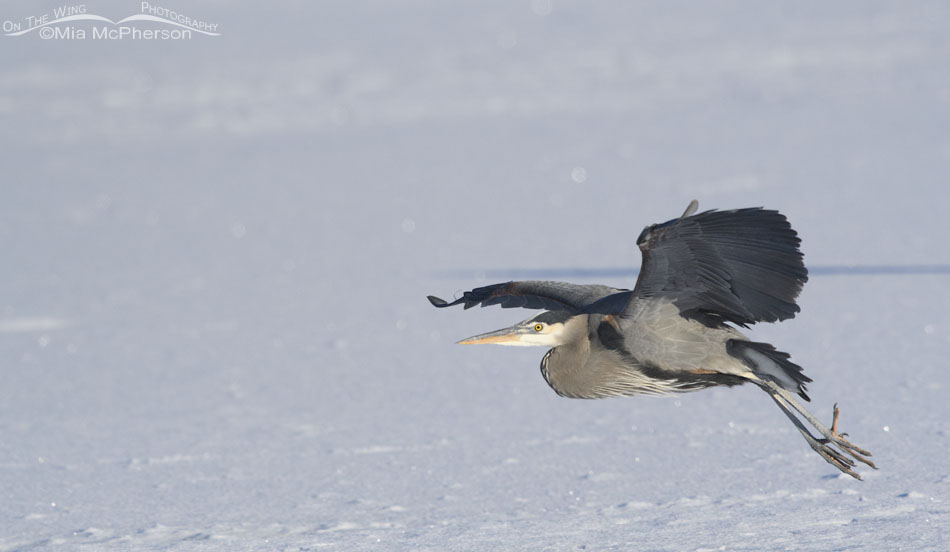 Great Blue Heron about to land on ice, Bear River Migratory Bird Refuge, Box Elder County, Utah