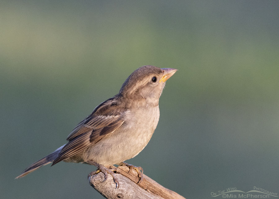 Young House Sparrow in Sebastian County, Arkansas
