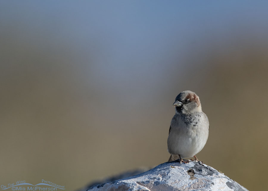Male House Sparrow on the rocks, Bear River Migratory Bird Refuge, Box Elder County, Utah