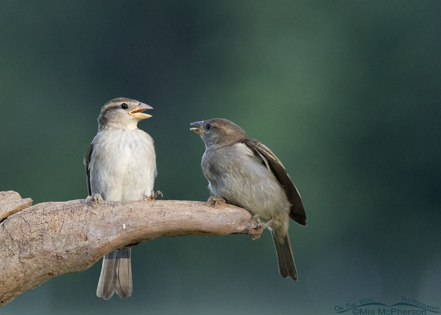 Young House Sparrows having a spat, Sebastian County, Arkansas