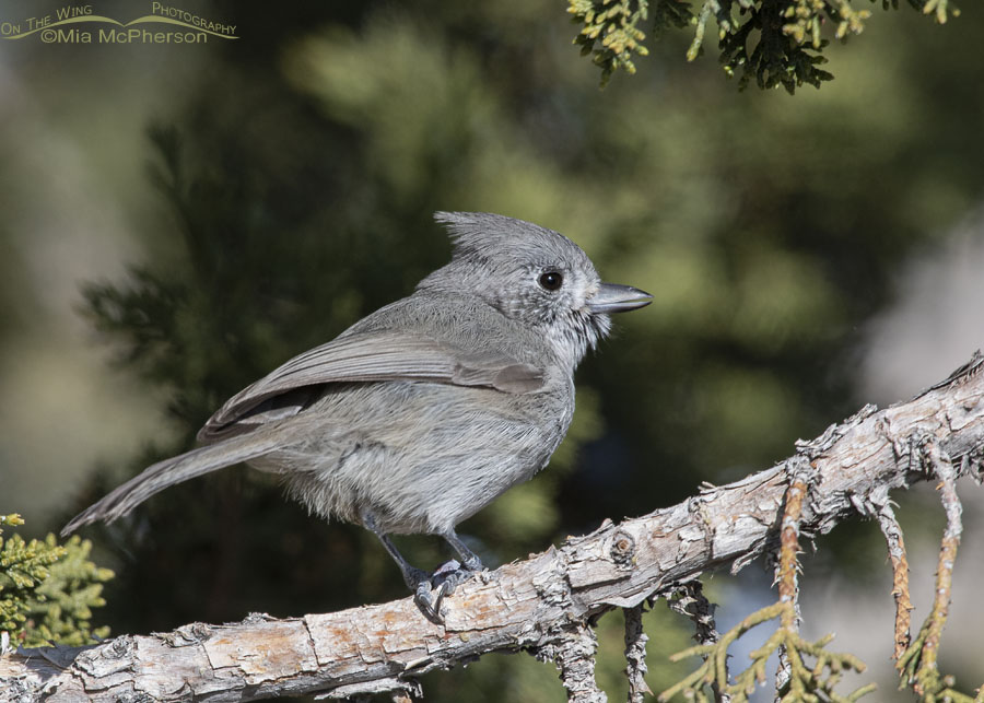 Juniper Titmouse in the West Desert, Simpson Springs, Tooele County, Utah