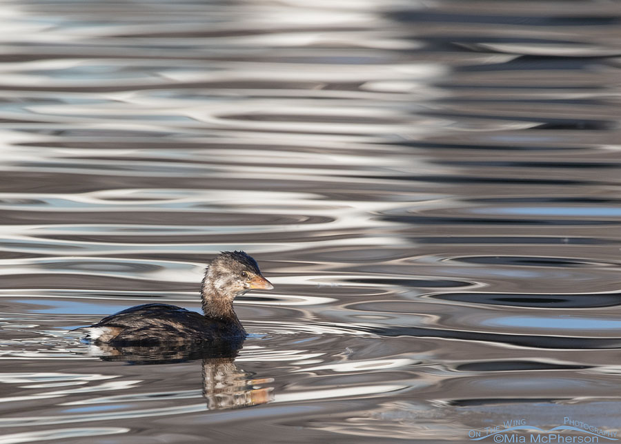 Young Pied-billed Grebe at a local pond, Salt Lake County, Utah