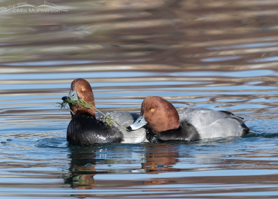 Redhead drakes fighting over food, Salt Lake County, Utah