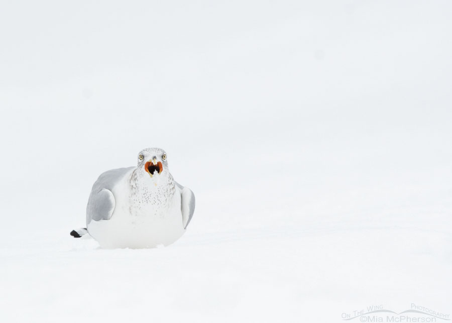 Ring-billed Gull on snow, Salt Lake County, Utah