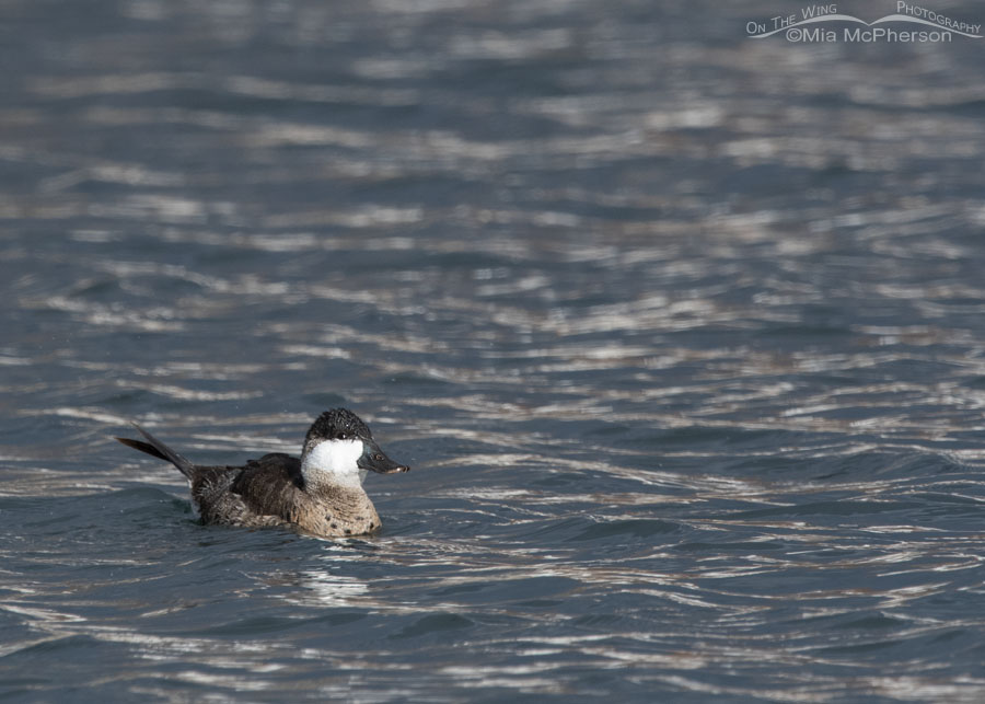 Urban drake Ruddy Duck, Salt Lake County, Utah