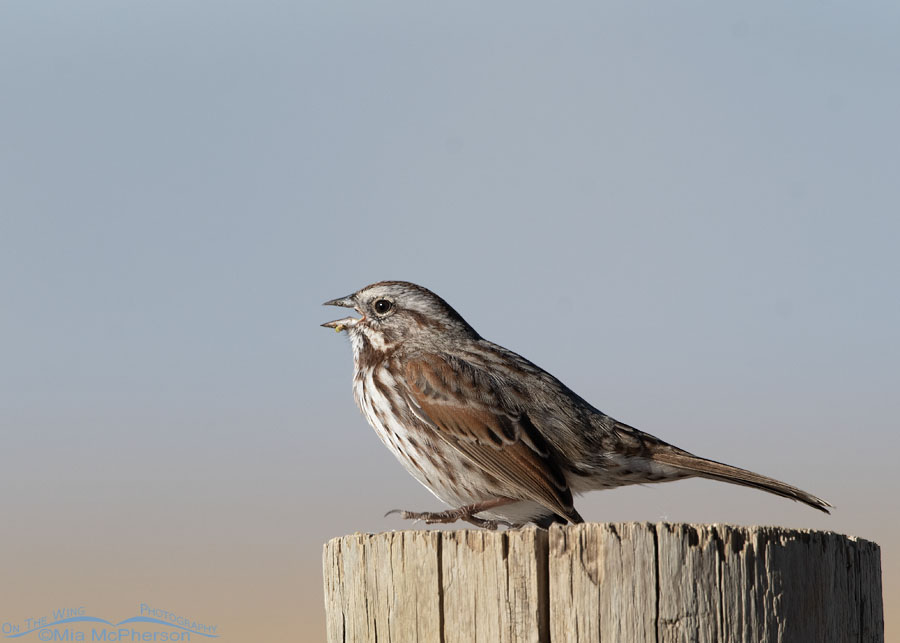 Singing Song Sparrow on a post at Farmington Bay WMA, Davis County, Utah