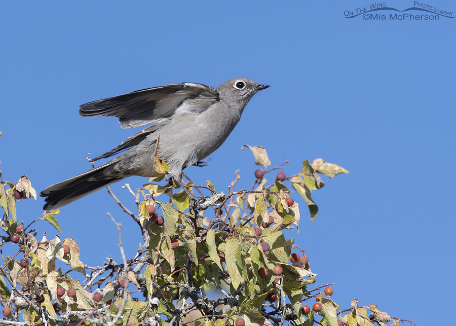 Autumn Townsend's Solitaire in a hackberry tree, Box Elder County, Utah