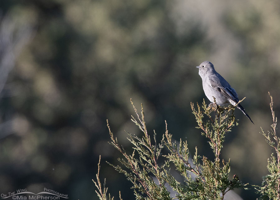 Fall Townsend's Solitaire in the West Desert, Tooele County, Utah