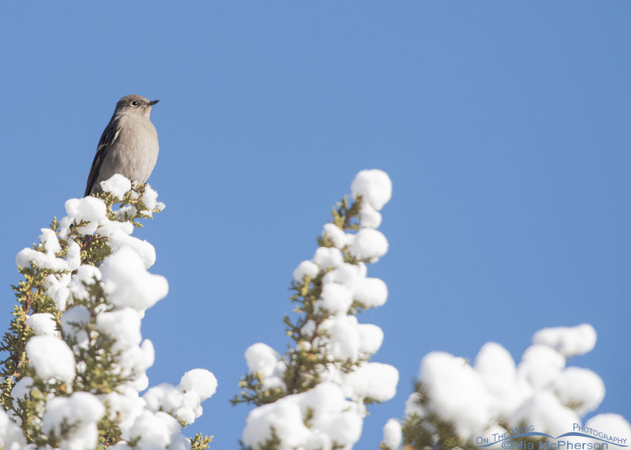 Townsend's Solitaire perched on a snowy juniper, West Desert, Tooele County, Utah