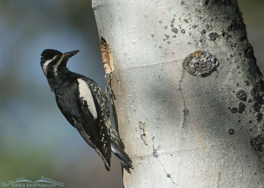Male Williamson's Sapsucker with food in his bill for his chicks, Targhee National Forest, Clark County, Idaho