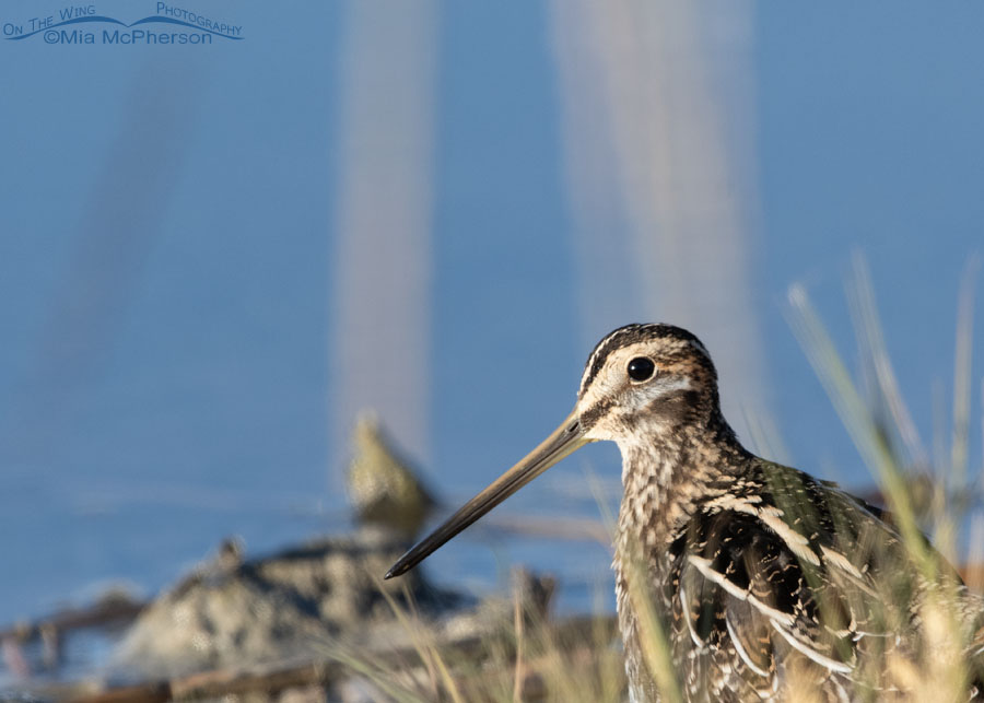 Wilson's Snipe peeking out of some grasses, Bear River Migratory Bird Refuge, Box Elder County, Utah
