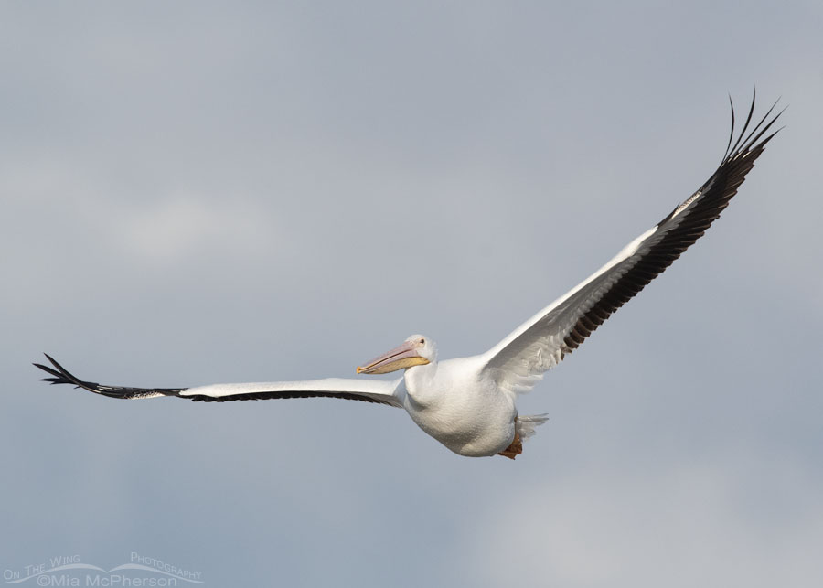 American White Pelican on the wing over Farmington Bay WMA, Davis County, Utah