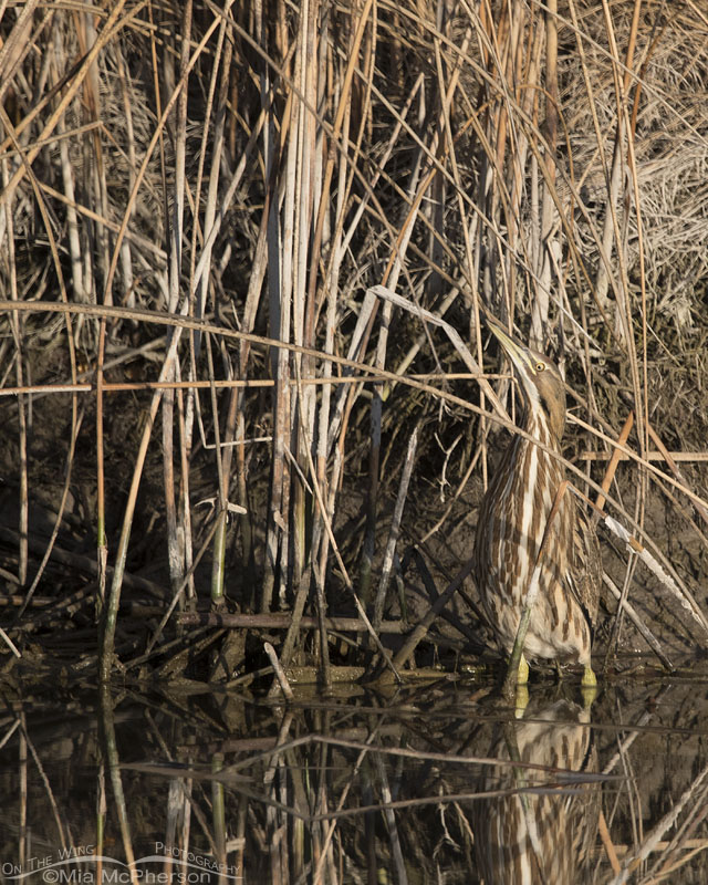 Riverbank and camouflaged American Bittern, Bear River Migratory Bird Refuge, Box Elder County, Utah