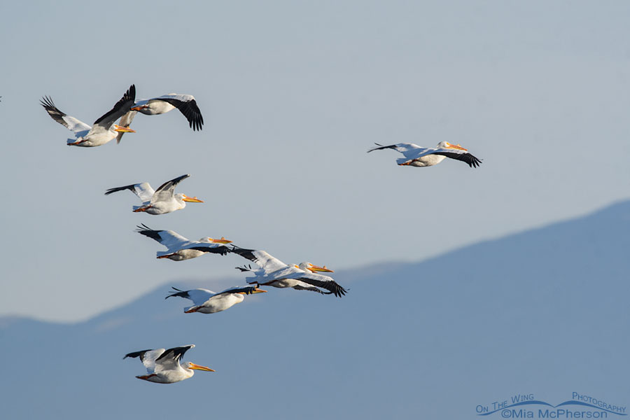American White Pelicans on the wing, Bear River Migratory Bird Refuge, Box Elder County, Utah