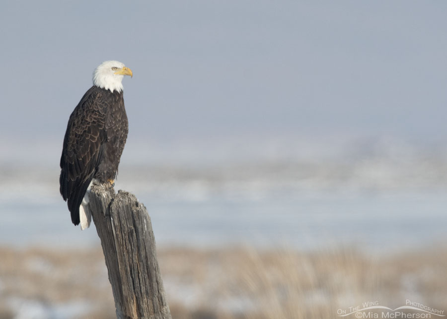 Bald Eagle post, Bear River Migratory Bird Refuge, Box Elder County, Utah