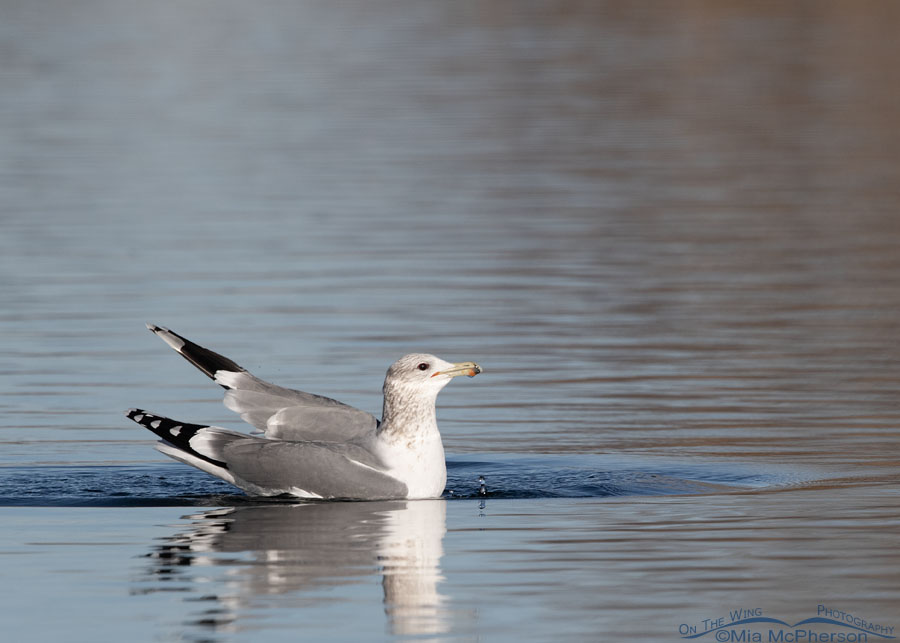 Adult California Gull in winter plumage, Salt Lake County, Utah