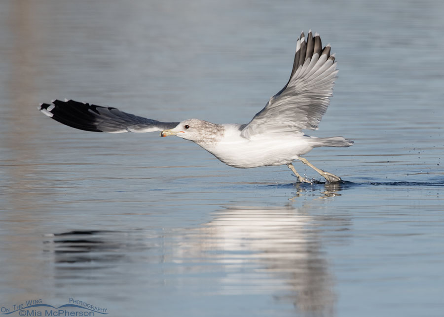 California Gull taking flight in December, Salt Lake County, Utah