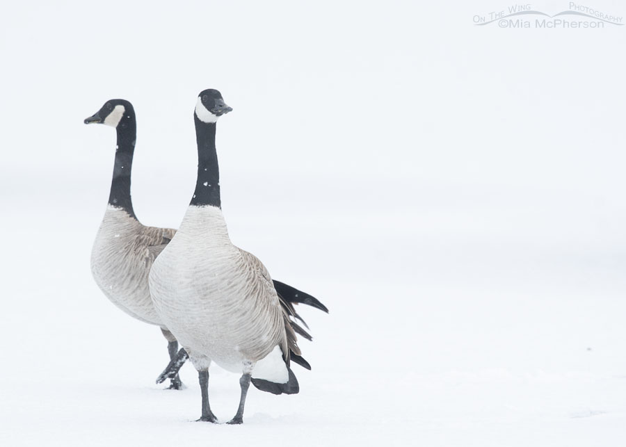 Urban Canada Geese in snowstorm, Salt Lake County, Utah