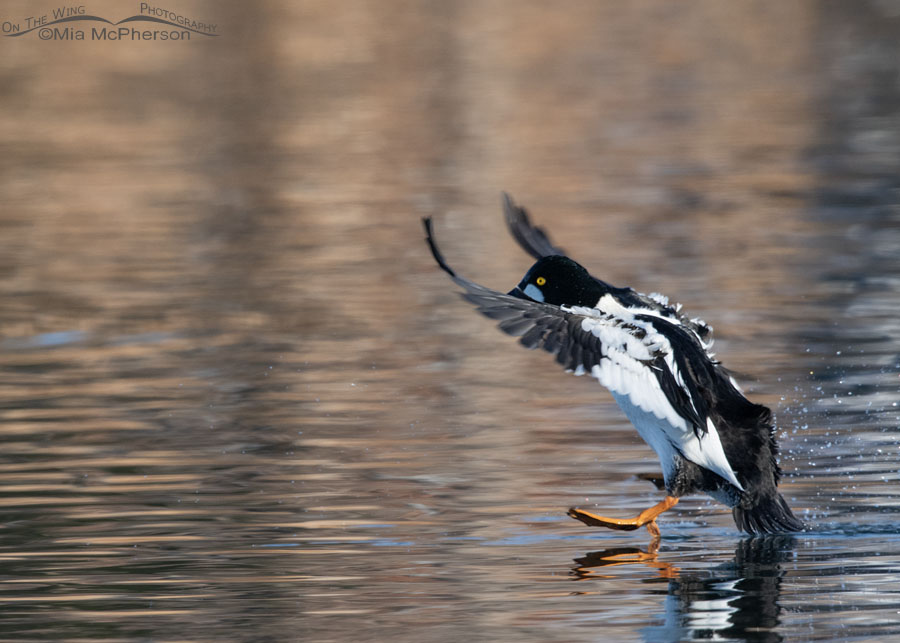 Drake Common Goldeneye slide landing, Salt Lake County, Utah