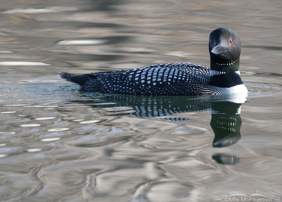 Adult Common Loon checking me out, Salt Lake County, Utah