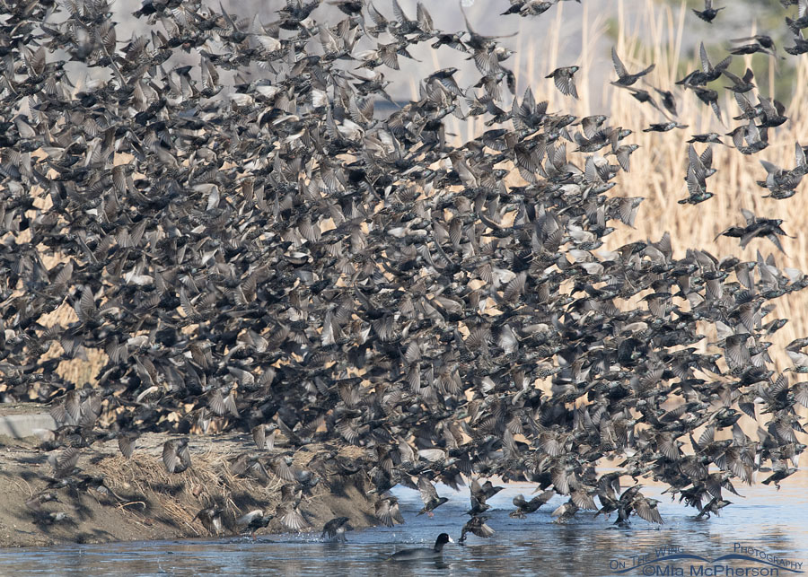 Murmuration of European Starlings blasting off, Salt Lake County, Utah