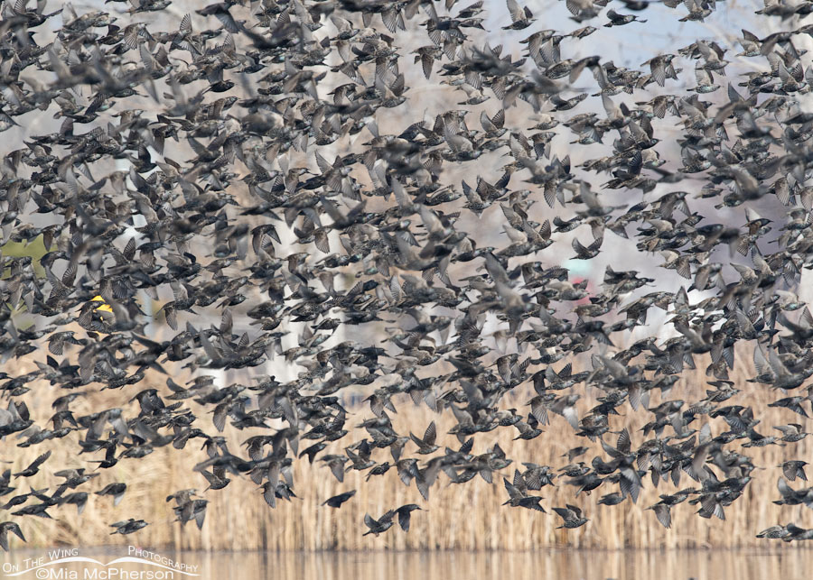 Murmuration of European Starlings over an urban pond, Salt Lake County, Utah