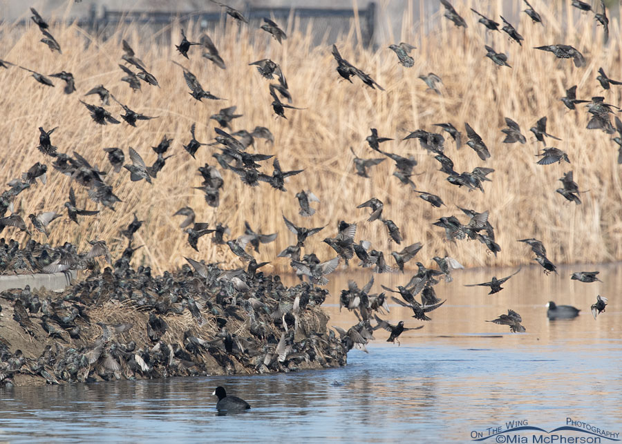 Flock of European Starlings landing on the edge of a pond, Salt Lake County, Utah