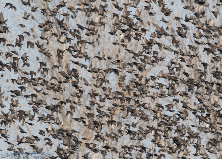 Large flock of European Starlings on the wing, Salt Lake County, Utah