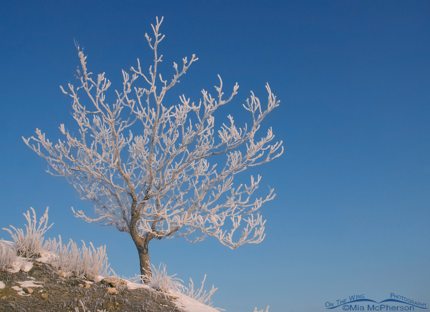 Hoar frost covered tree at Farmington Bay WMA in Davis County, Utah