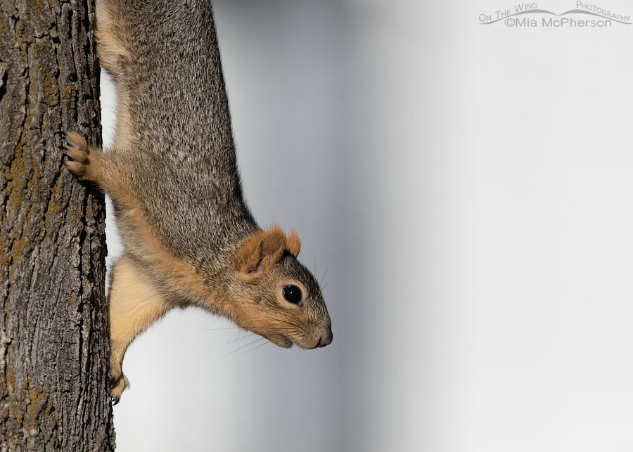 Fox Squirrel close up in Utah, Salt Lake County