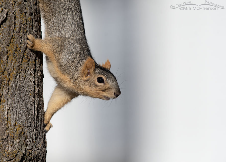 Fox Squirrel close up in Salt Lake County, Utah