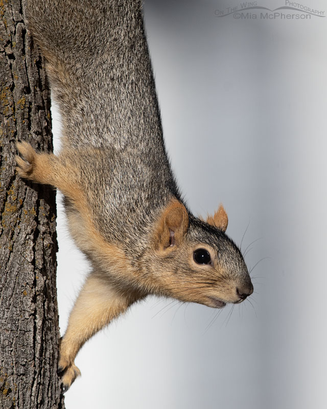 Fox Squirrel portrait at home in Utah, Salt Lake County