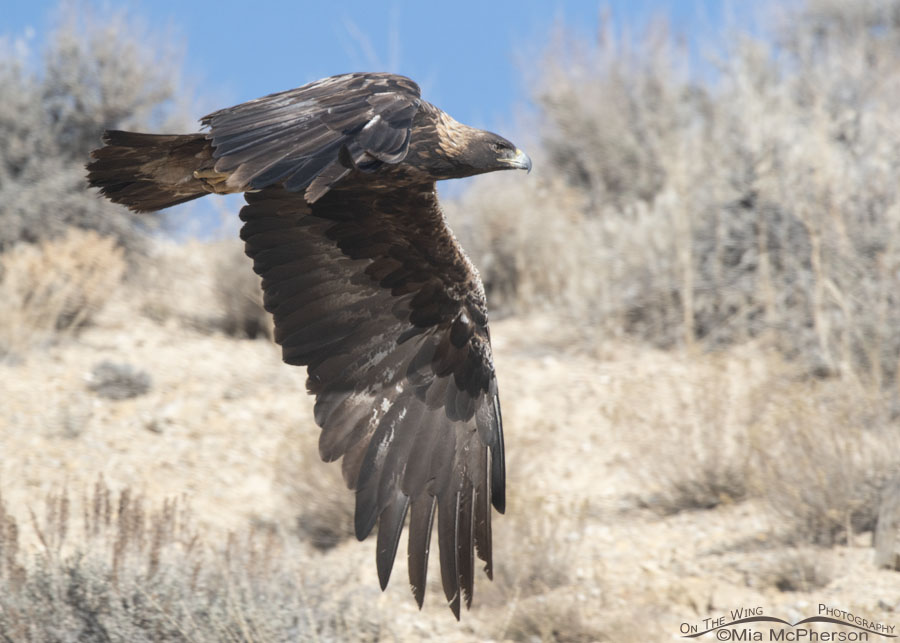 Adult Golden Eagle on the wing, Box Elder County, Utah