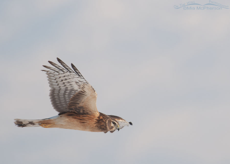 Young female Northern Harrier on the wing, Farmington Bay WMA, Davis County, Utah