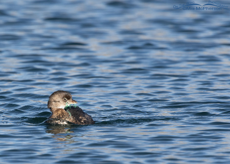 Pied-billed Grebe with plastic netting in its bill, Salt Lake County, Utah