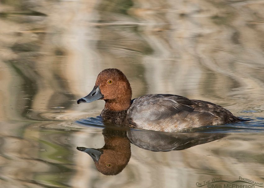 Redhead drake in camo colored water, Bear River Migratory Bird Refuge, Box Elder County, Utah