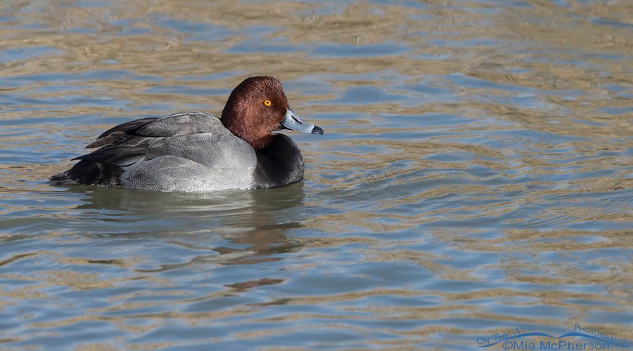 Redhead drake in breeding plumage, Farmington Bay WMA, Davis County, Utah