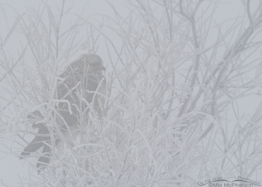 Rough-legged Hawk in dense fog at Bear River MBR, Bear River Migratory Bird Refuge, Box Elder County, Utah