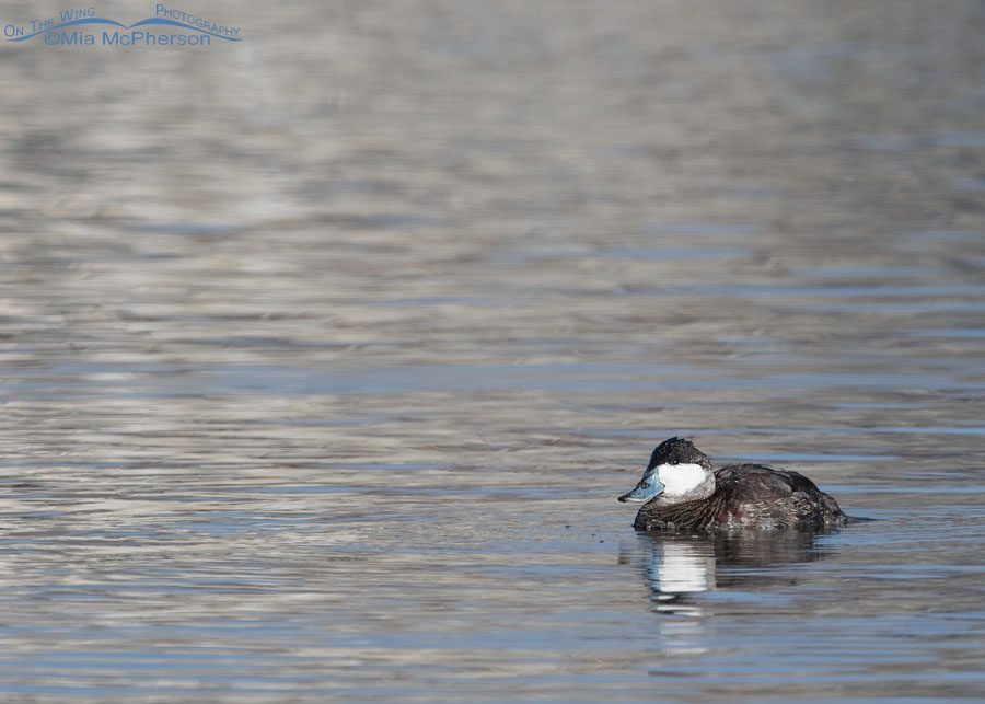 Ruddy Duck drake on December 15, 2023, Salt Lake County, Utah