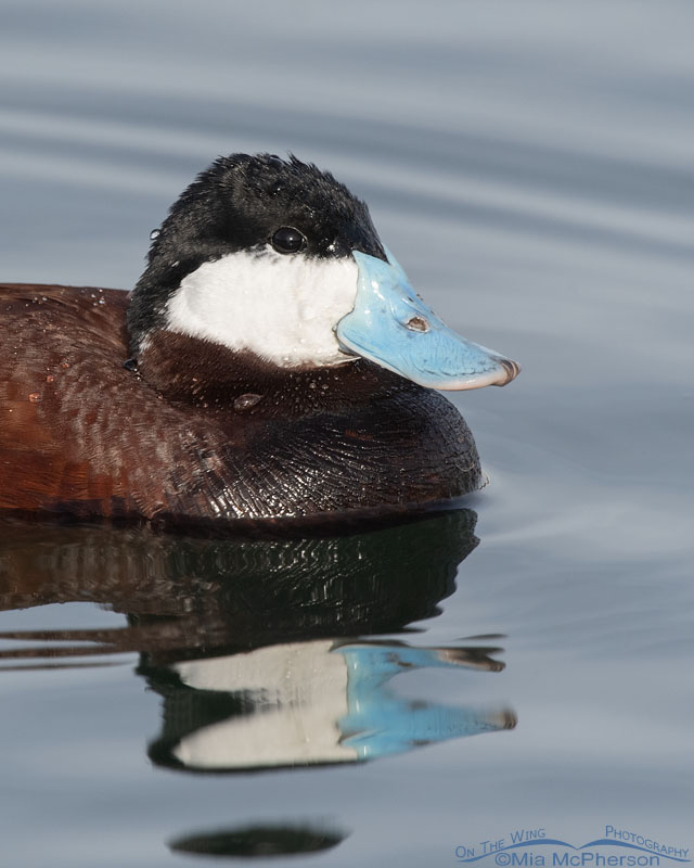 Drake Ruddy Duck portrait in full breeding plumage, Salt Lake County, Utah