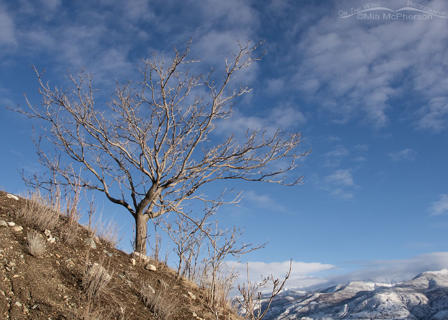 Frost-free, bare tree at Farmington Bay WMA, Davis County, Utah