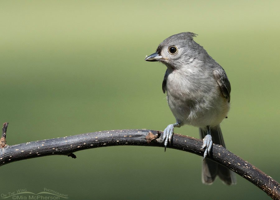 Immature Tufted Titmouse in Arkansas, Sebastian County, Arkansas