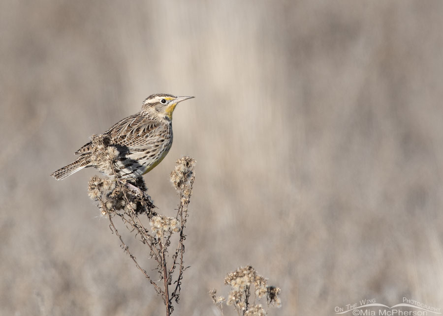 Western Meadowlark on a windy morning, Bear River Migratory Bird Refuge, Box Elder County, Utah