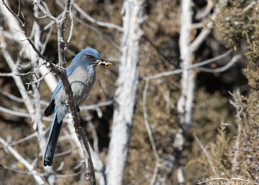 Woodhouse's Scrub-Jay with seeds in it bill, Ophir Canyon, Tooele County, Utah