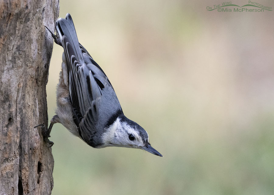 Adult White-breasted Nuthatch in Arkansas, Sebastian County, Arkansas